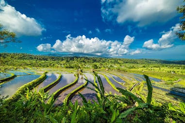 indonesia-ubud-rice-fields