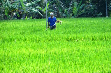 ubud-coltivazione-di-riso