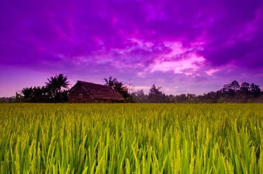 ubud-rurale