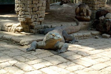 indoneisa-komodo-dragon