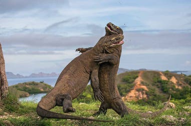 indonesia-komodo-dragons-fight
