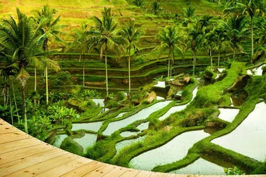 indonesia-bali-wooden-platform-beside-terrace-rice-fields-ubud