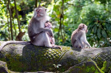 Bali Ubud monkey forest