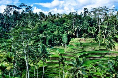 Bali terraces
