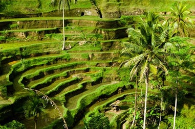 Rice fields in Bali in Indonesia