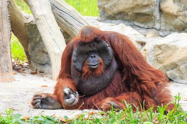 Indonesia Sumatra Bornean urangutan