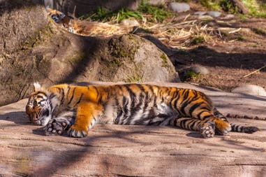 Indonesia Sumatra tiger