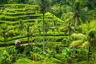 indonesia-ubud-terraces