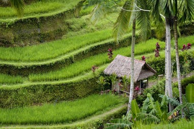 indonesia-bali-rice-terraces