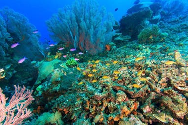menjangan-snorkeling