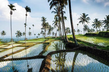 indonesia-lombok-terraced-rice-fields