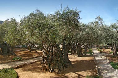 Israel Gethsemane Gardens olive trees