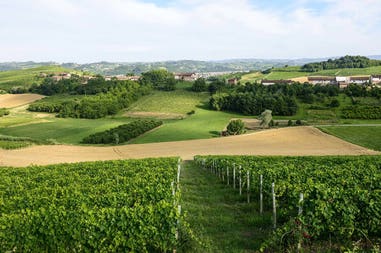 Italy Monferrato grapevines
