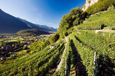 vini-della-valtellina