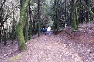 Italy Sardinia Is Cannoneris forest Forest of Is Cannoneris in Sardinia in Italy
