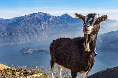 italy-valsassina-goat