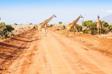 africa-kenya-giraffas-on-the-road