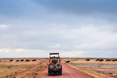tanzania-ngorongoro-wildebeest-safari