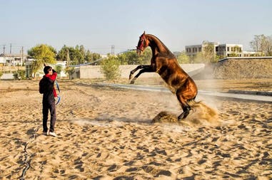 teke horse in uzbekistan
