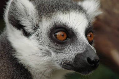 Madagascar