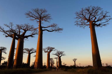 Madagascar Baobab Avenue