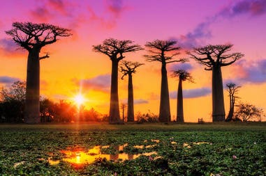 Madagascar Baobab Avenue