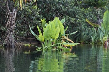 sary-dep-franco-373-