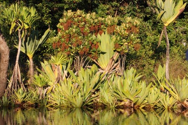 sary-dep-franco-375-