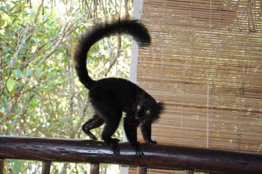 sary-dep-franco-384-