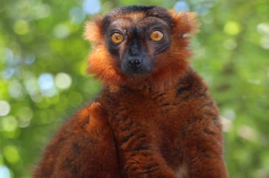 sary-dep-franco-385-