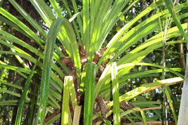 sary-dep-franco-393-