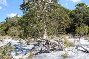 sary-dep-franco-396-