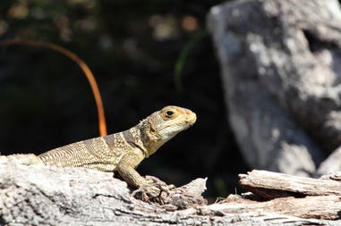 sary-dep-franco-397-