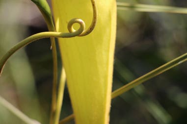 sary-dep-franco-398-