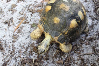 sary-dep-franco-400-