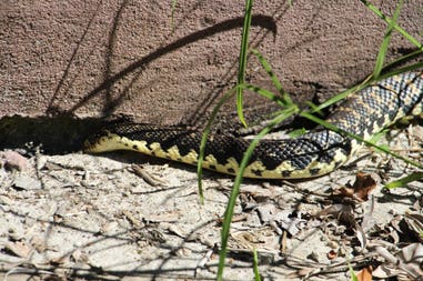 sary-dep-franco-401-