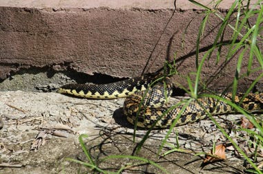 sary-dep-franco-402-