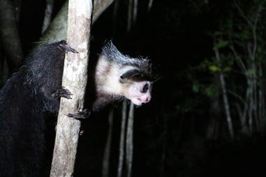 sary-dep-franco-429-