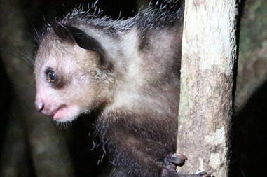 sary-dep-franco-430-