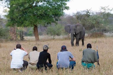 Elephant in Liwonde National park in Malawi