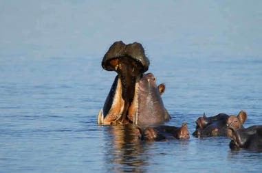 Hippo in Liwonde National Park in Malawi