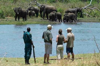 Elephant in Liwonde National park in Malawi