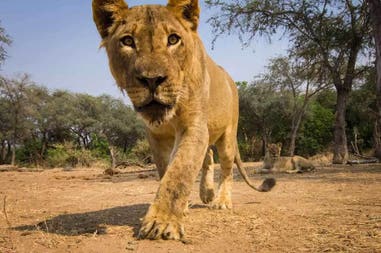 Lioness in South Luangwa National Park in Zambia