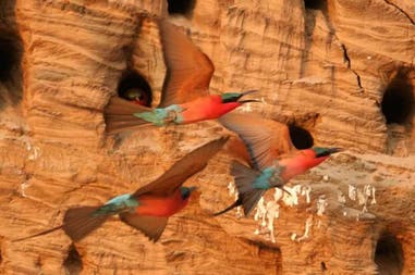 Bee eaters in South Luangwa National Park in Zambia