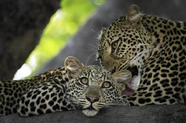 Couple of leopard in South Luangwa National Park in Zambia