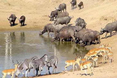 Wild animals in South Luangwa National Park in Zambia