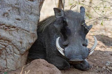 Rhino in South Luangwa in Zambia