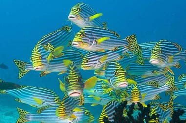 203061-5f3e2d6a4aaf0