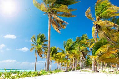Palms and beach in Mexico