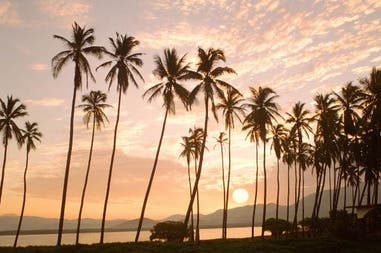 Palms at sunset in Mexico